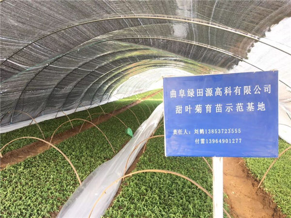 祝賀曲阜綠田源高科甜葉菊150畝有機育苗基地在山東省曲阜市防山鄉(xiāng)席家村成功落成！